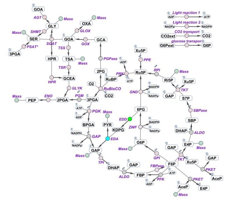 Schematic representation of the central carbon metabolism network Schematic representation of the central carbon metabolism network implemented in the multi-level kinetic model